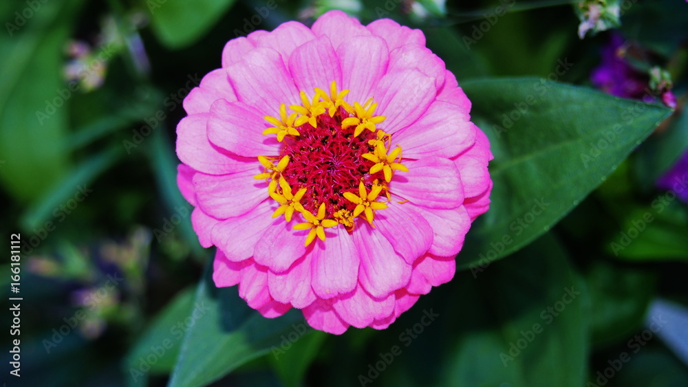 Beautiful flowel Beautiful flowel