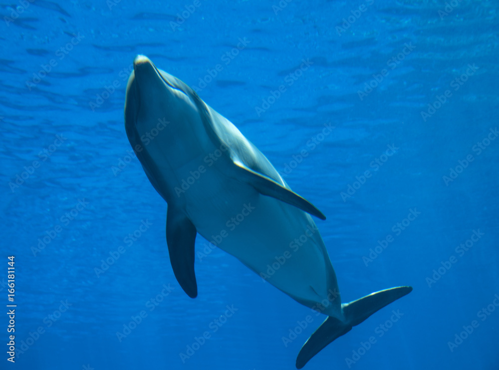 Bottlenose dolphin (tursiops truncatus), underwater view Bottlenose dolphin (tursiops truncatus), underwater view