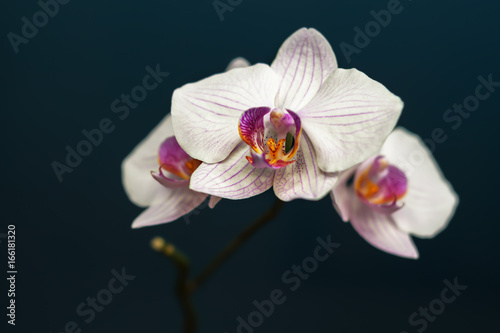 White flower with lilac orchid