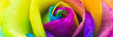 Bunte Rose in Regenbogenfarben, Banner