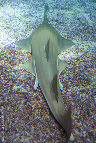 Large sawfish, also known as carpenter shark