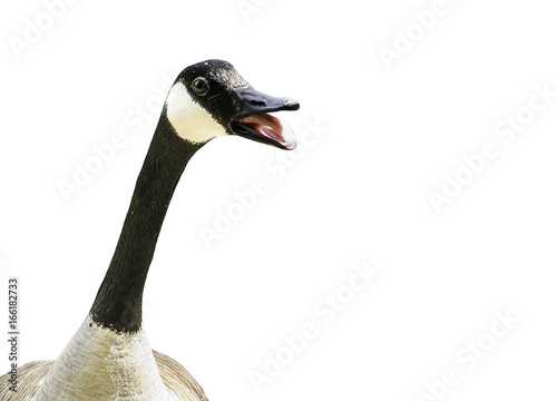 Fototapet Canada goose with mouth open, isolated on white background