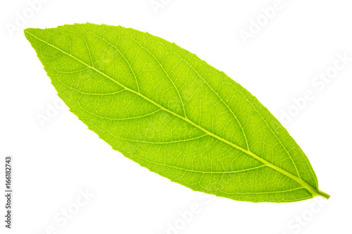 Leaf texture pattern isolated on white background for graphic website template. spring beauty. environment and ecology idea concept design.