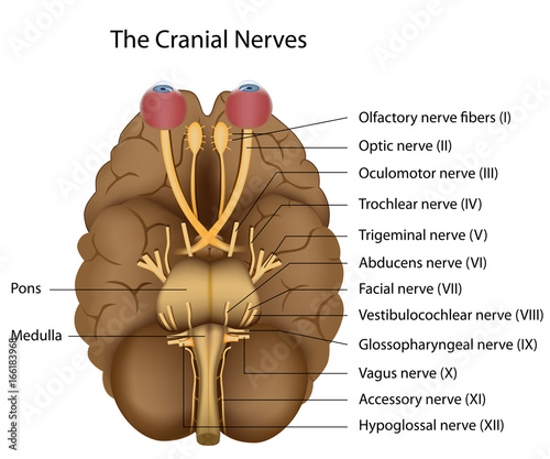 The 12 cranial nerves photo