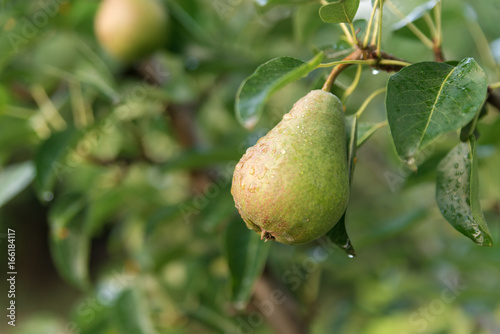 Pear ripens on a tree branch in the garden