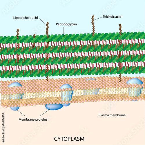Gram positive bacterial cell wall photo