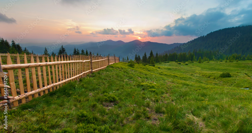 Spruce trees on lush green slope against mountain tops covered with several clouds at sunset. Diagonal line of wooden picket fence. Warm summer evening. Marmarosh range, Carpathian mountains, Ukraine