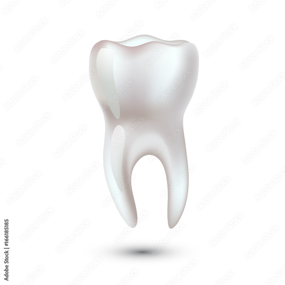 Realistic teeth anatomy illustration isolated on white background. Realistic teeth anatomy illustration isolated on white background.