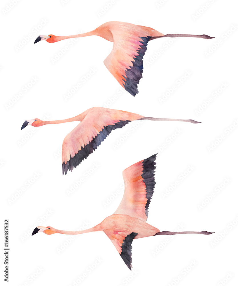 Fototapeta premium Latające stado flamingów. Akwarela ilustracja na białym tle. Ręcznie rysowane nadruk
