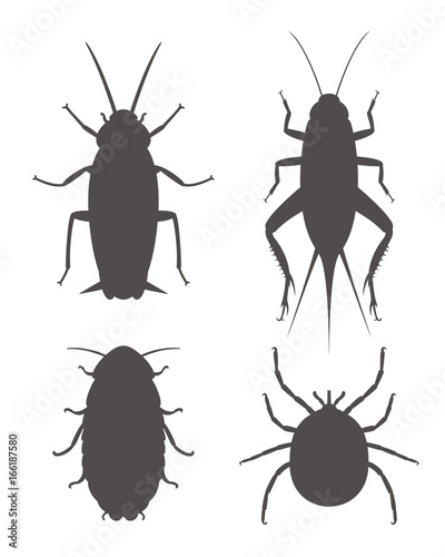 Beetle silhouette. Isolated beetle on white background © oleg7799