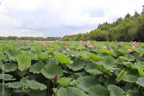 Forest, lotus, lotus, lotus, green leaves, green, lake, field, green leaves, pink flowers, summer, beauty, nature, water, swamp, plants, landscape with lotuses, sky, clouds, garden, park, forest on th