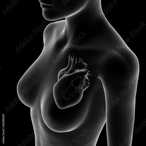 Heart, Human Female