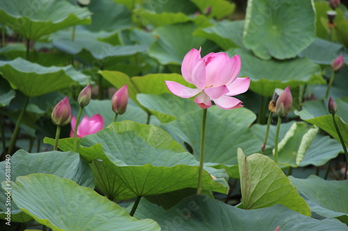 Forest  lotus flowers  lotuses  lotus flowers Komarova  green  green leaves  pink flowers  summer  beauty  nature  plants  landscape with lotuses  garden  park  lotuses  pink flower  big lotus flower 