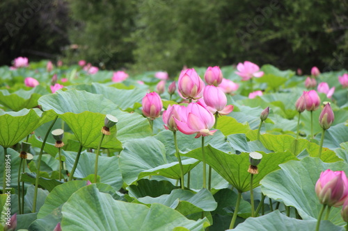 Forest, lotus, lotus, lotus, komarova, green, field, green leaves, pink flowers, summer, beauty, nature, plants, landscape with lotuses, garden, park, flower, lotus flower, large green leaf photo