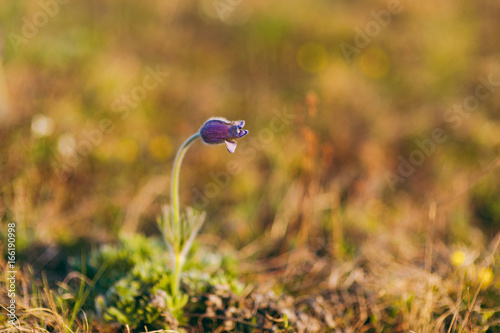 Little purple pasque-flower.s grows alone in the grass