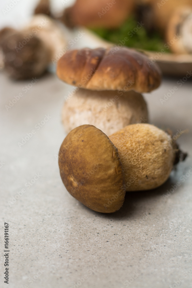 Tasty food - fresh porcini boletus oak muchrooms, high quality, ready to cook Tasty food - fresh porcini boletus oak muchrooms, high quality, ready to cook
