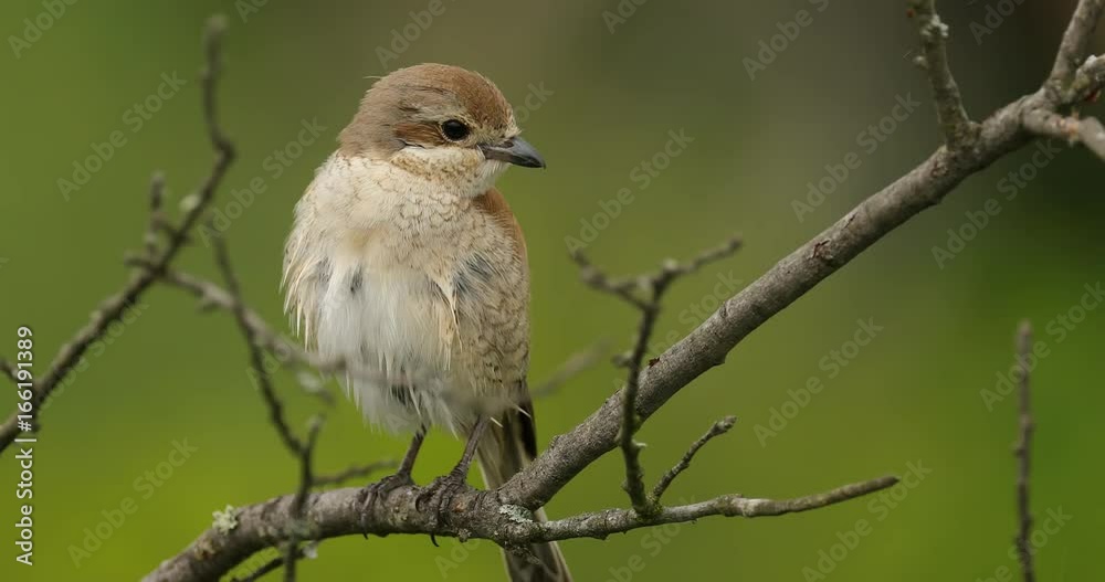 Female Red-backed Shrike, Lanius collurio Red-backed Shrike, near Madzharovo, Eastern Rhodopes, Bulgaria. Wildlife Bulgaria. Bird behaviour scene from nature. Mountain animal in the habitat. Female Red-backed Shrike, Lanius collurio Red-backed Shrike, near Madzharovo, Eastern Rhodopes, Bulgaria. Wildlife Bulgaria. Bird behaviour scene from nature. Mountain animal in the habitat.