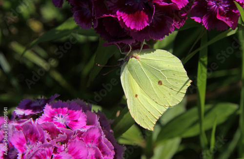 A yellow butterfly sits on a bright lilac flower. Summer sunny day