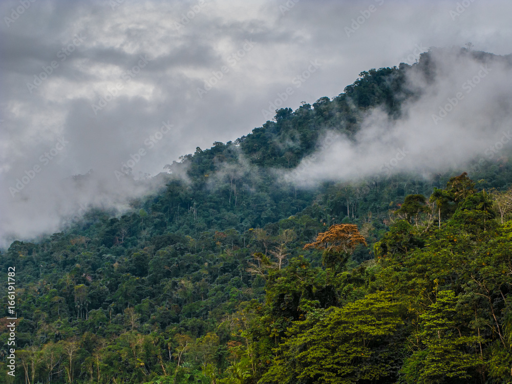 Rain forest in Manu National Park