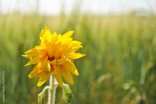 Small yellow sunflower  wheat field soft bokeh background