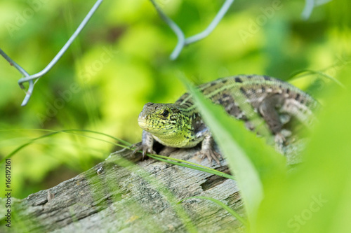 Green lizard on a log