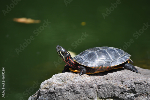 Colorful box turtle sunning on a rock in Pennsylvania