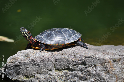 Colorful Box turtle sunning on a rock in Pennsylvania