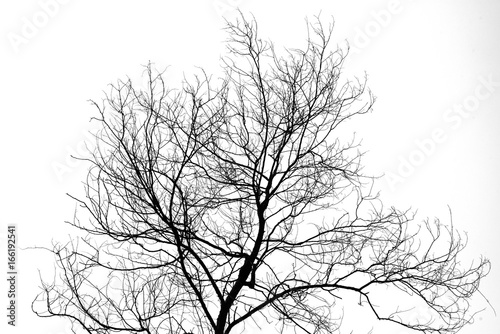 Silhouette Of Trees Branches Without Leaves