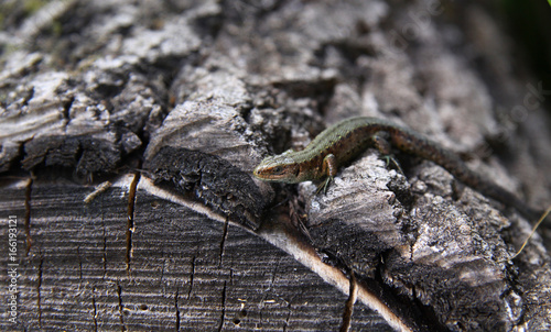 Small lizard on a tree