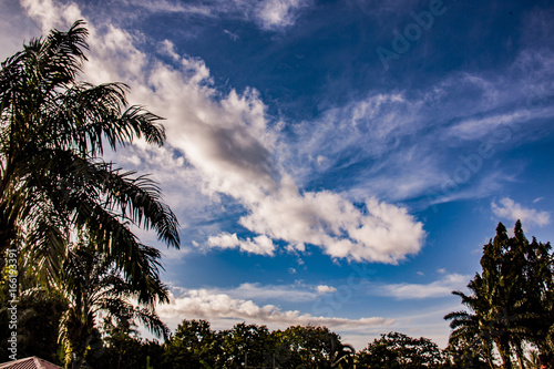 The Trees and The Sky photo