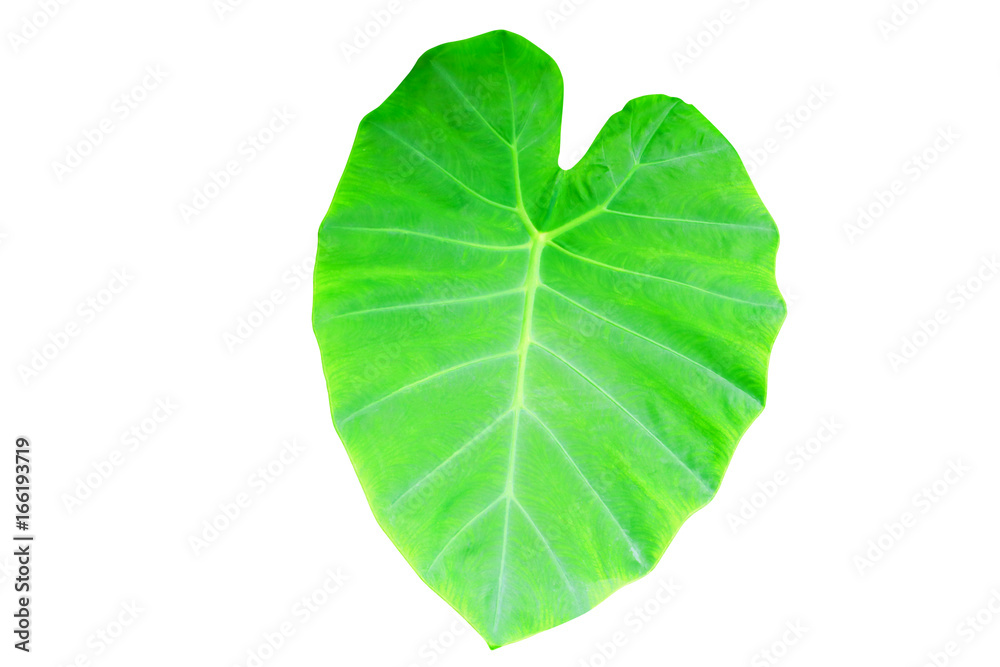 Fototapeta premium Caladium green leaf texture background isolated on white background and clipping path with copy space add text .( Colocasia esculenta (L.) Schott ARACEAE )