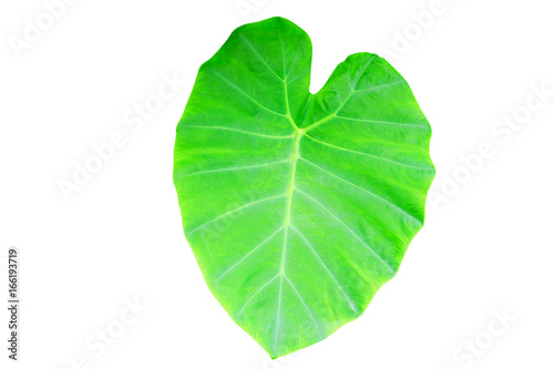 Caladium green leaf texture background isolated on white background and clipping path with copy space add text .  Colocasia esculenta  L.  Schott ARACEAE  