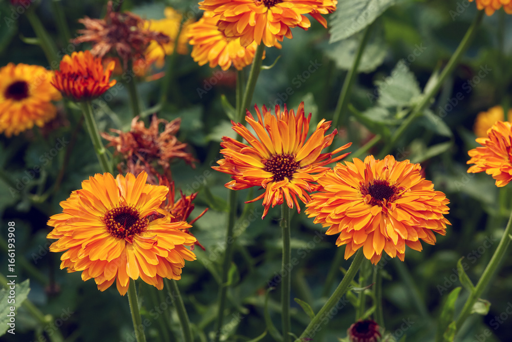 Summer background with growing flowers calendula, marigold Summer background with growing flowers calendula, marigold