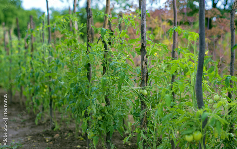 Growing tomato on the ground