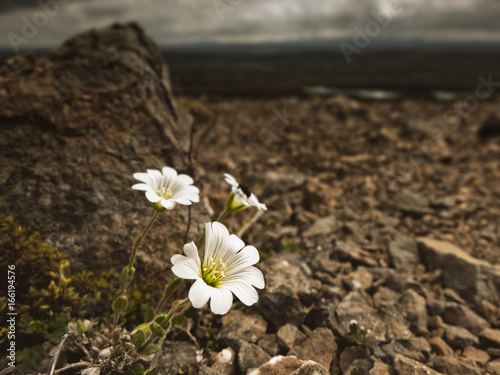 icelandic white flowers © Dusan