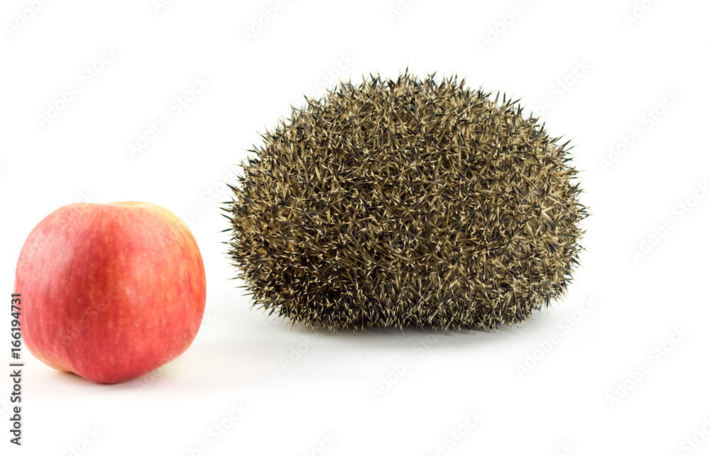 hedgehog and red apple on white background hedgehog and red apple on white background