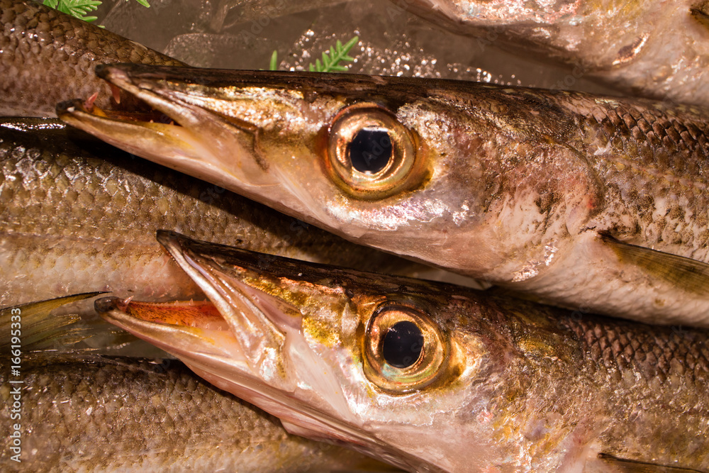 鮮魚 市場で新鮮な魚がいっぱいあった。 鮮魚 市場で新鮮な魚がいっぱいあった。