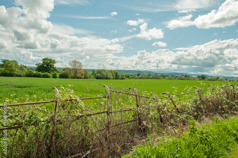 Fototapeta premium Craggy old fence in the English summertime.