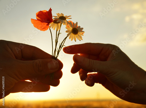 Hand gives a flowers with love at sunset. Romantic concept.