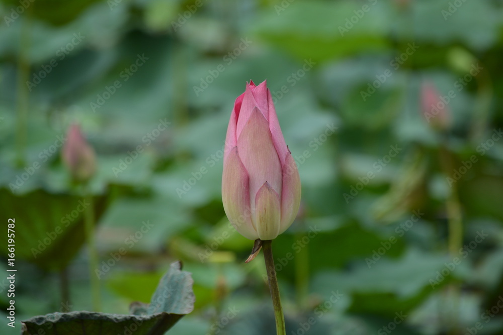 Water lilies and sacred lotuses