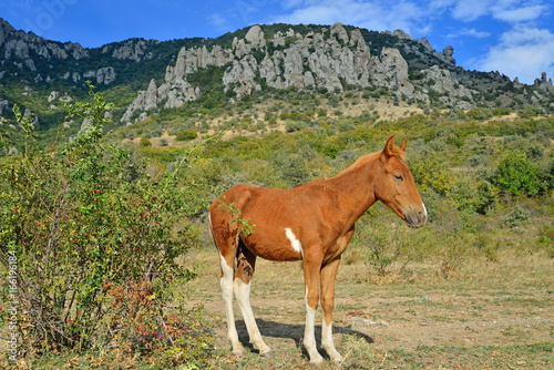 The foal basks in the sun in the valley of ghosts in the vicinity of Alushta