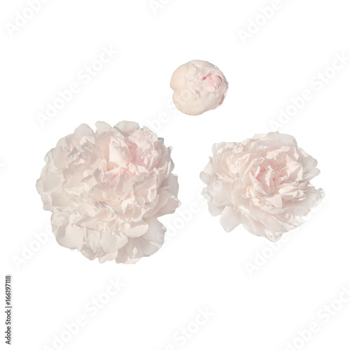 pale pink peonies isolated on white background