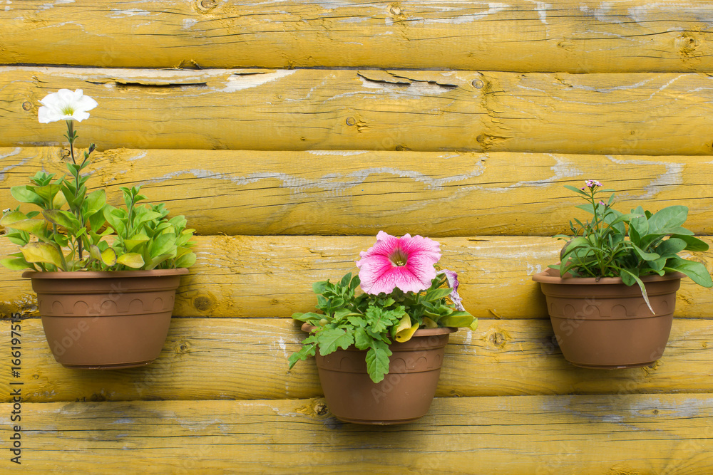 Flowerpots with flowers on the wall