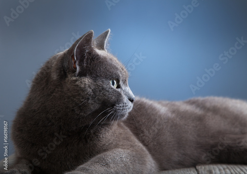 British cat on blue background studio shot.