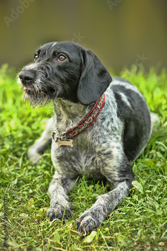 German Wirehaired Pointer (Deutsch Drahthaar) poses photo