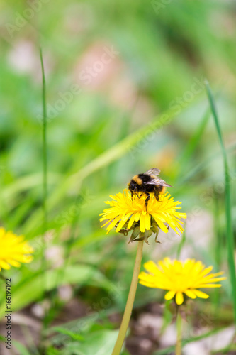 Bumblebee Sitting on a Yellow Dandelion Flower, Germany