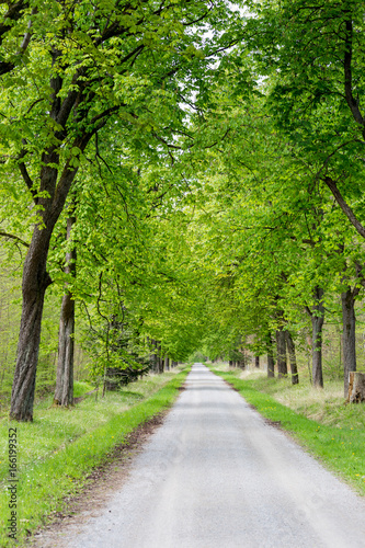 Fototapeta Naklejka Na Ścianę i Meble -  Footpath running trough tree alley, Germany