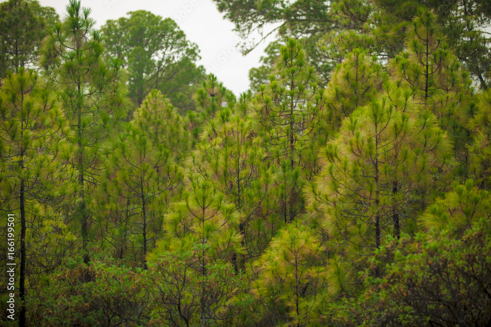 Jungle, dense forests, branches, a fabulous place. Canary Islands Jungle, dense forests, branches, a fabulous place. Canary Islands