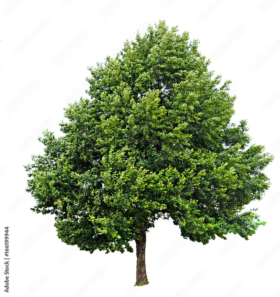 Obraz premium Tree isolated on white background
