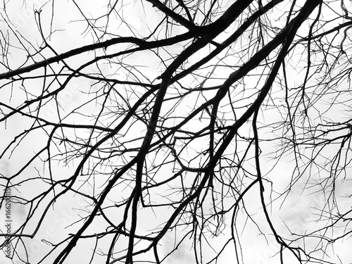 Branch of dead tree